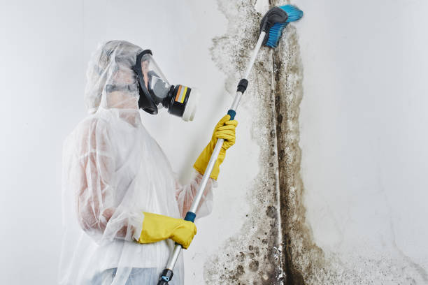 Best Local Mold Removal Service  in Crompond, NY