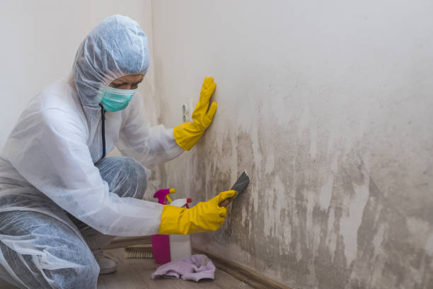 Best Fast Mold Removal  in Crompond, NY