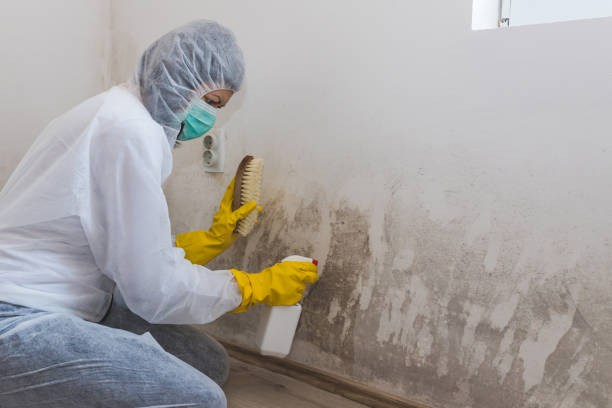 Best Professional Mold Removal  in Crompond, NY