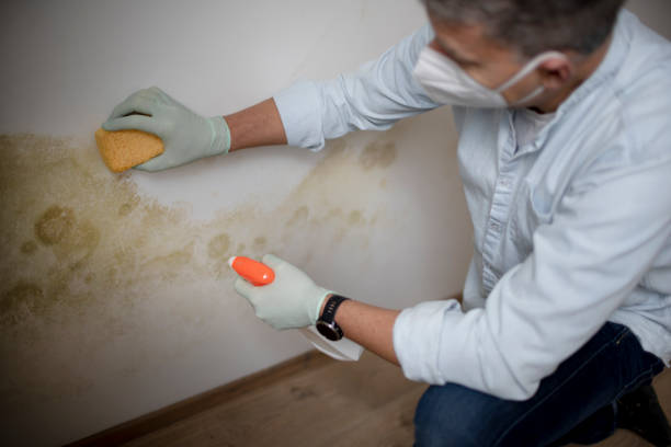 Best Toxic Mold Removal  in Crompond, NY