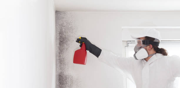 Best Mold Damage Repair  in Crompond, NY