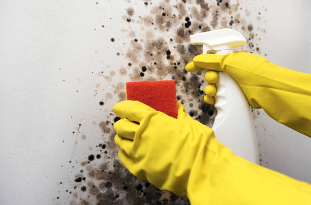 Best Mold Remediation  in Crompond, NY