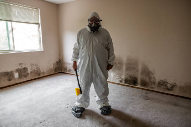 Mold Removal Process in Crompond, NY