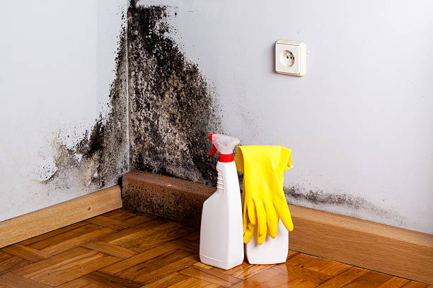 Best Mold Removal Process  in Crompond, NY