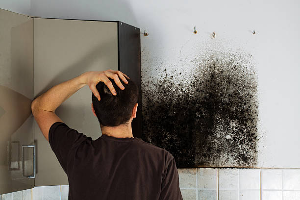 Attic Mold Removal in Crompond, NY